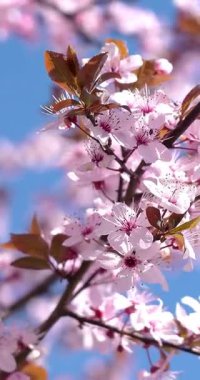 Dikey - Bir anlık merak, kirazların çiçek açması