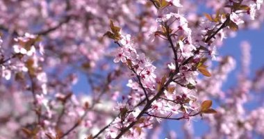 Pembe büyü, kiraz çiçeğinin büyüsü.