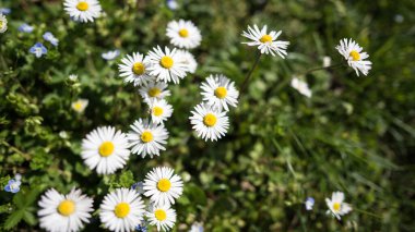  Çayırda papatyaları olan bahar manzarası