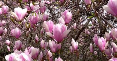 Pembe Senfoni, Bahar Çiçeklerinin Güzelliği