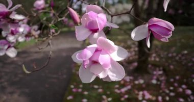 Bahar 'da Beyaz ve Pembe Çiçekler Açar