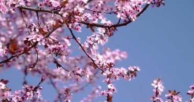 kiraz çiçekleriyle bahar manzarası