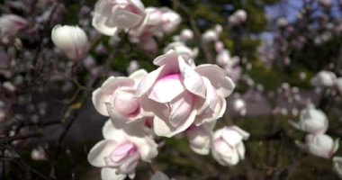  Bahar rüzgarında beyaz çiçek