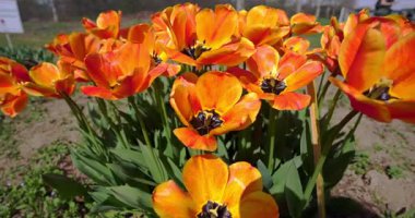  Renklerin patlaması, turuncu lalelerin güzelliği.