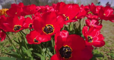 Baharda muhteşem kırmızı laleler