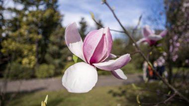  Büyüleyici bir bitki, pembe çiçeklerin güzelliği