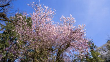 Biraz renk, pembe çiçekli bahar bitkisi.