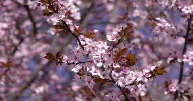 Sakura - İlkbaharda kiraz çiçekleri