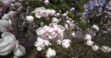 Sadelik ve saflık, tertemiz çiçekli bir bitki.