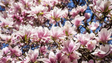 Baharda pembe çiçekli bitki.