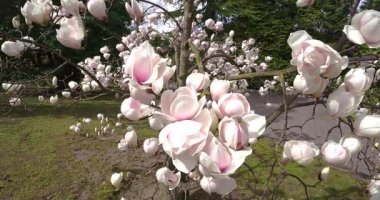 Bahar rüzgarında beyaz çiçekli bitki