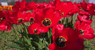 Kırmızı lalelerden oluşan bir arazide bahar manzarası