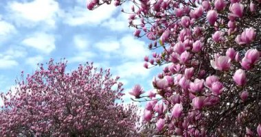  İlkbaharda açan ağaçlar