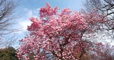 Pembe Manolya Bitkisi İlkbaharda Çiçek açar