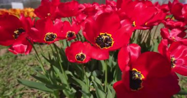  Kırmızı laleler, Baharın mücevherleri