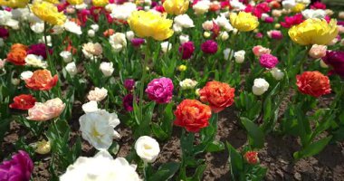 Çok renkli bir lale tarlasının büyüsü