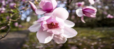  Çiçek açan ağaçların olduğu bahar manzaraları