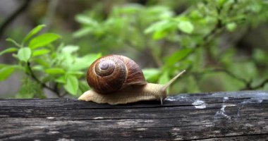 Dolomitlerin dev albino salyangozu.
