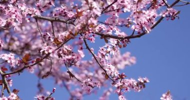 Sakura - İlkbaharda kiraz çiçekleri