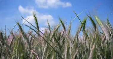 Buğday tarlasında mavi gökyüzü ve beyaz bulutlar