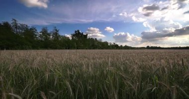 Buğday Tarlasında Bahar Manzarası