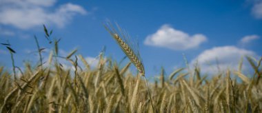  Buğday Tarlasında Bahar Manzarası