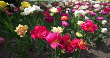  Baharda fantastik renkli laleler