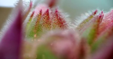  Macro - Kızıl Kaktüs Omurgası