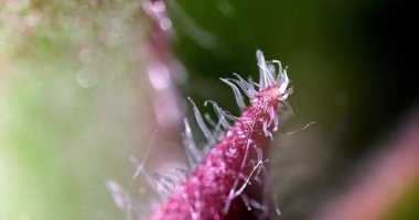 Macro - Kaktüs Yaprağı Bud