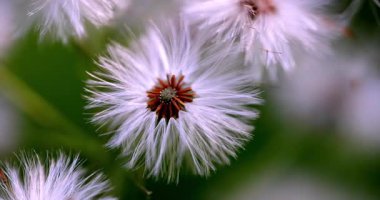 Macro - Dolomitlerin Petasite Albümü