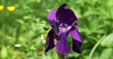 Macro - Dolomitlerin Mor zambağı