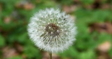  Macro - Taraxacum İtalyan Dolomitleri 'nde nikah memuru çiçek açtı