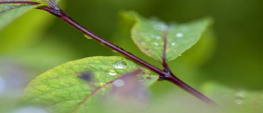 Macro - Yaprağın üzerine su damlası.