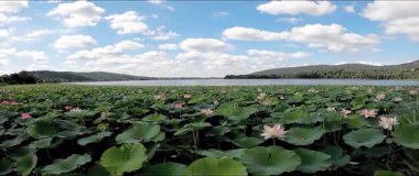 Lanamorphic lensler üzerine manzara - Lotus Çiçekleri ile Corgeno