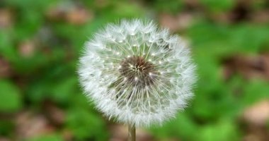 Çayırdaki karahindibalar