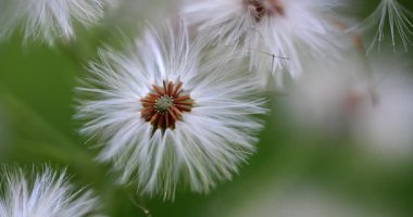 Macro - Dolomitlerin Petasite Albümü