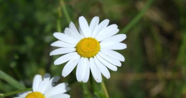 Dolomitlerin Alp papatyası.