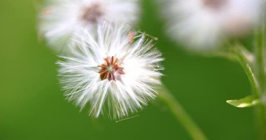 Macro - Dolomitik çiçek Curio Sulcicalyx