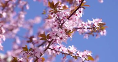 kiraz çiçekleriyle bahar manzarası