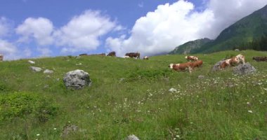  İnekler Dolomitlerde otluyor.