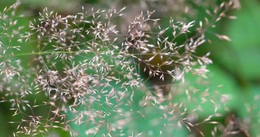 Macro - Ormandaki tohumlar.