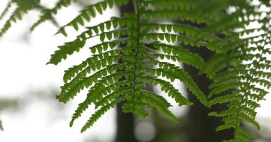 Macro - Ormandaki Fern