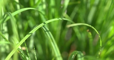  Macro - Rüzgardaki Çimen.