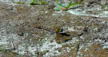  Macro - Yusufçuk kendini bir göl sahilinde kamufle eder.