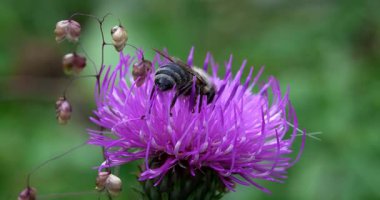  Macro - Leylak çiçeğinin üzerindeki arı