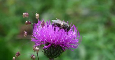  Macro - Biyolojik Çeşitlilik Anları, Leylak Çiçeğinde Bir Arı
