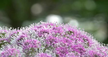 Makro - Dolomitlerde beyaz ve pembe çiçek