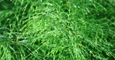 Dolomitik bir bitkinin üzerindeki çiğ damlaları