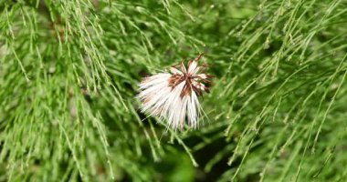 Dolomitlerden gelen beyaz bir çiçeğin nefesi