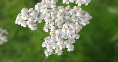  Macro - Küçük çiy damlaları olan beyaz çiçekler